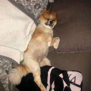 Meet your Posher, Randi